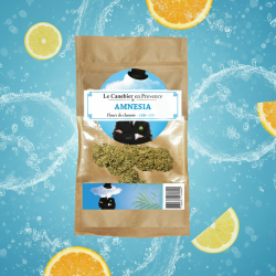 Fleurs Amnesia